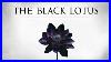 The-Black-Lotus-01-zrx