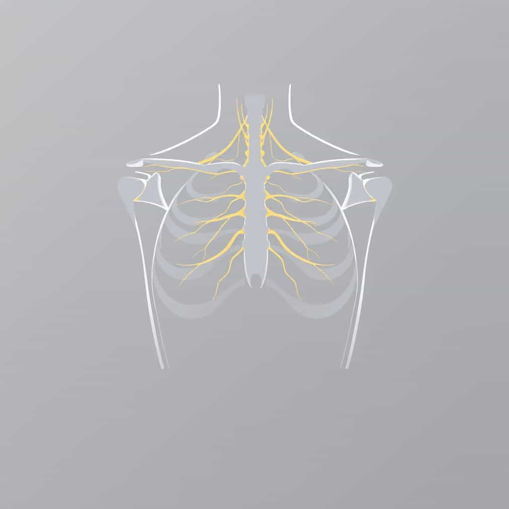 Medial Pectoral Nerve Innervation