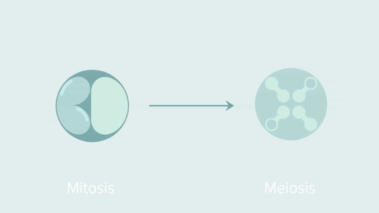 Mitochondria Living Or Nonliving