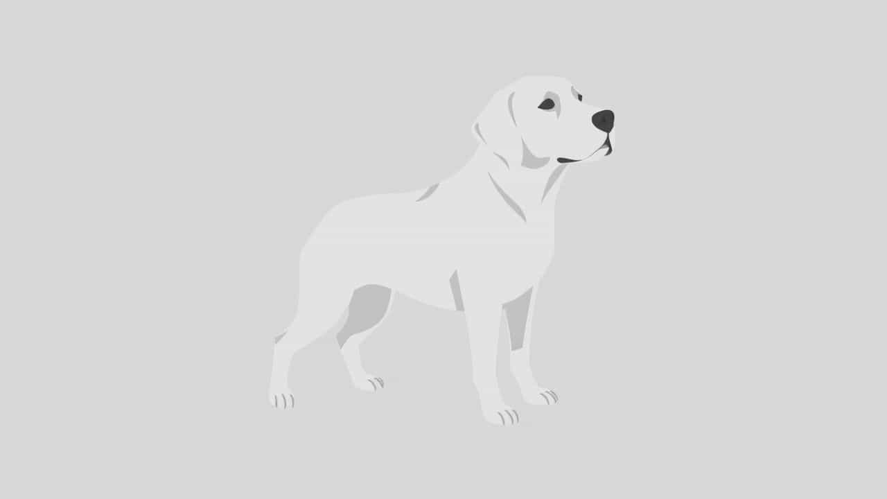 Most Reliable Compact Suv