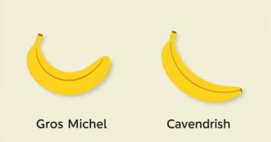 Gros Michel vs Cavendish