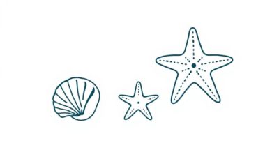 Kann Man Seesterne Essen