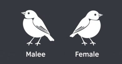 Male Vs Female Chaffinch