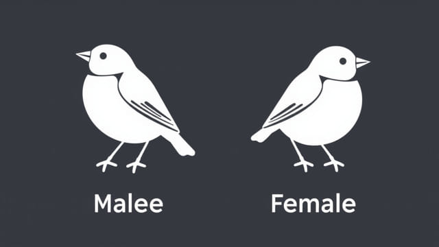 Male Vs Female Chaffinch
