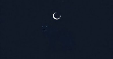 One Night Werewolf Insomniac